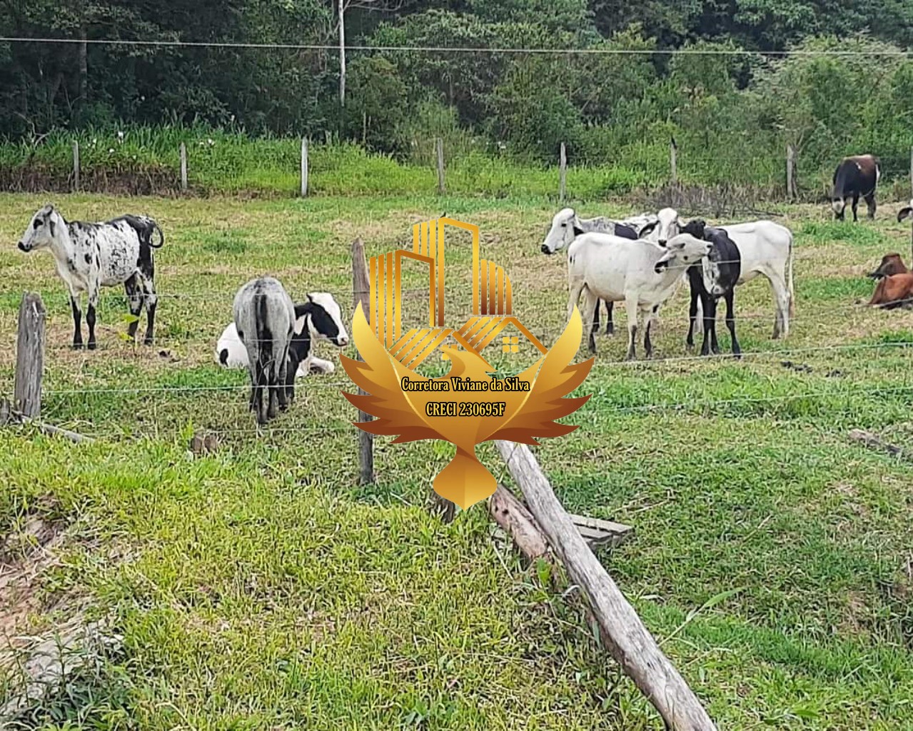 Sítio à venda com 2 quartos - Foto 3