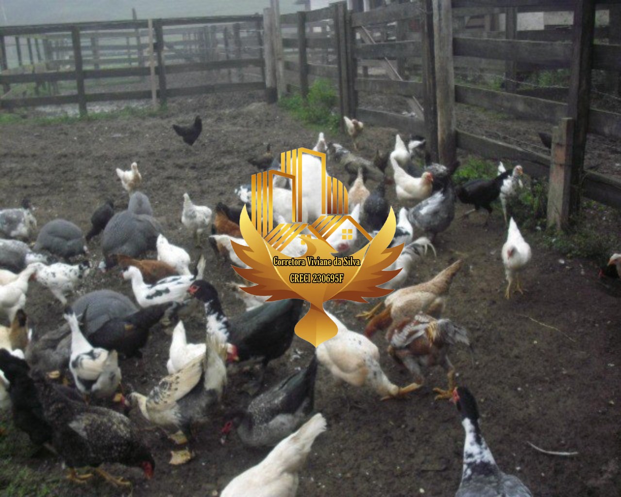 Fazenda à venda com 3 quartos, 1210000m² - Foto 6