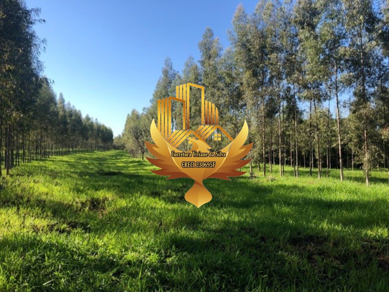 Fazenda-Sítio-Chácara, 28 hectares - Foto 3