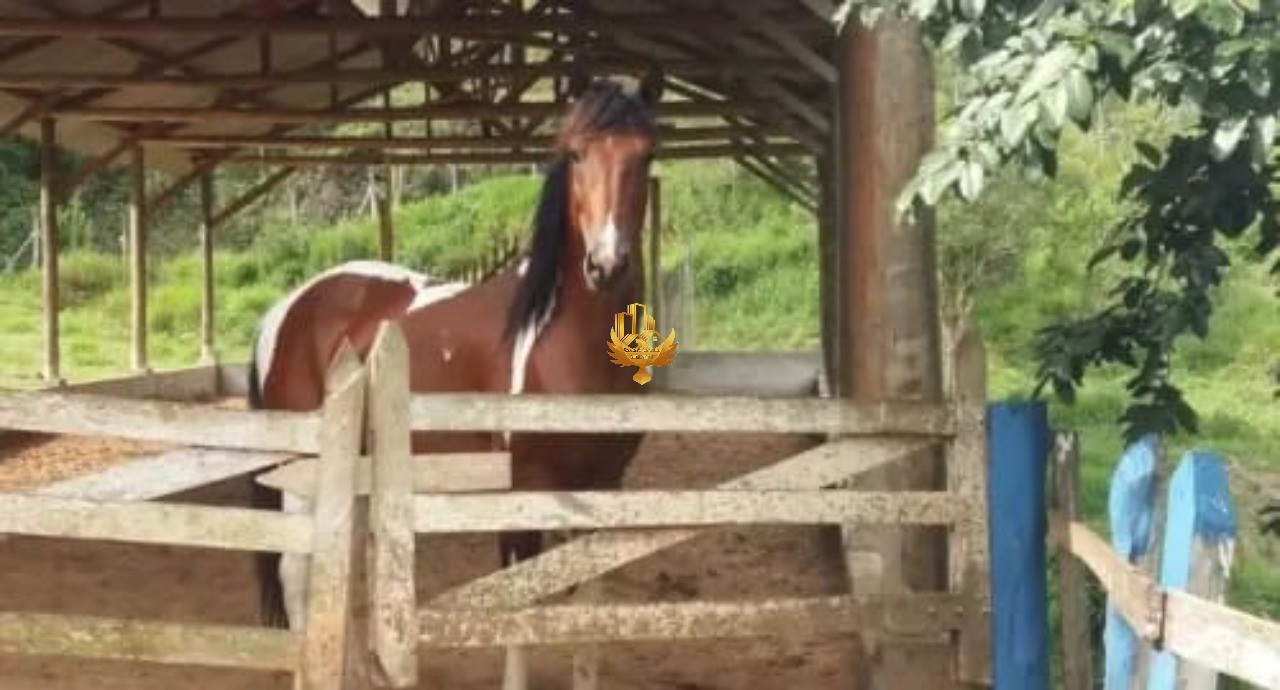 Fazenda, 10 hectares - Foto 6