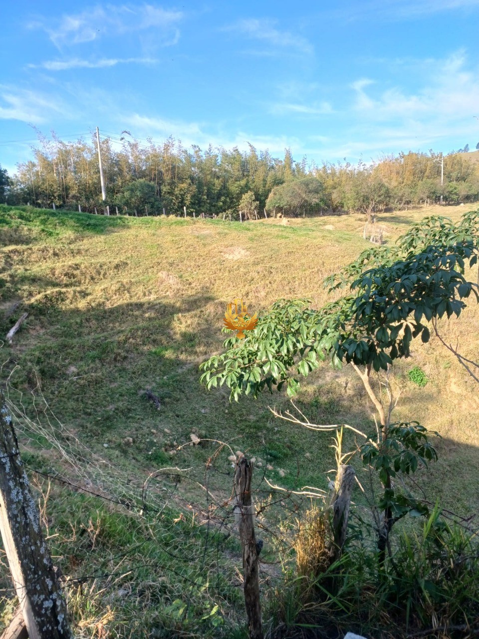 Fazenda, 48 hectares - Foto 6