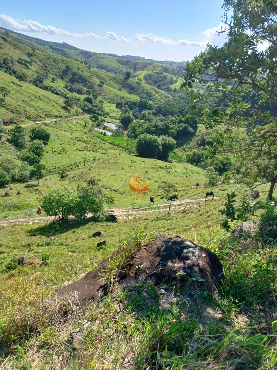 Fazenda, 48 hectares - Foto 4