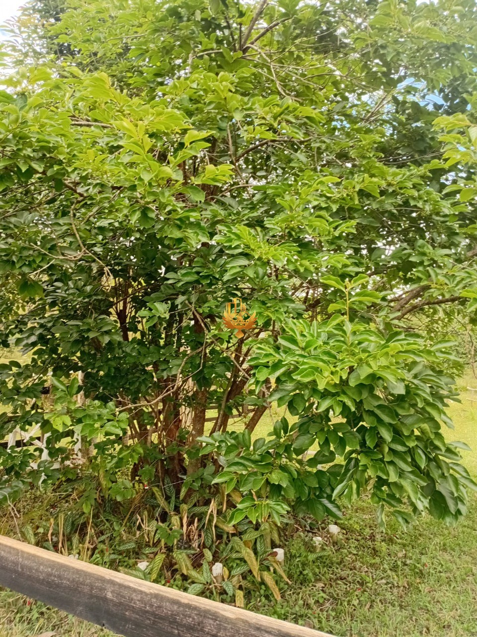 Sítio, 1 quarto - Foto 28