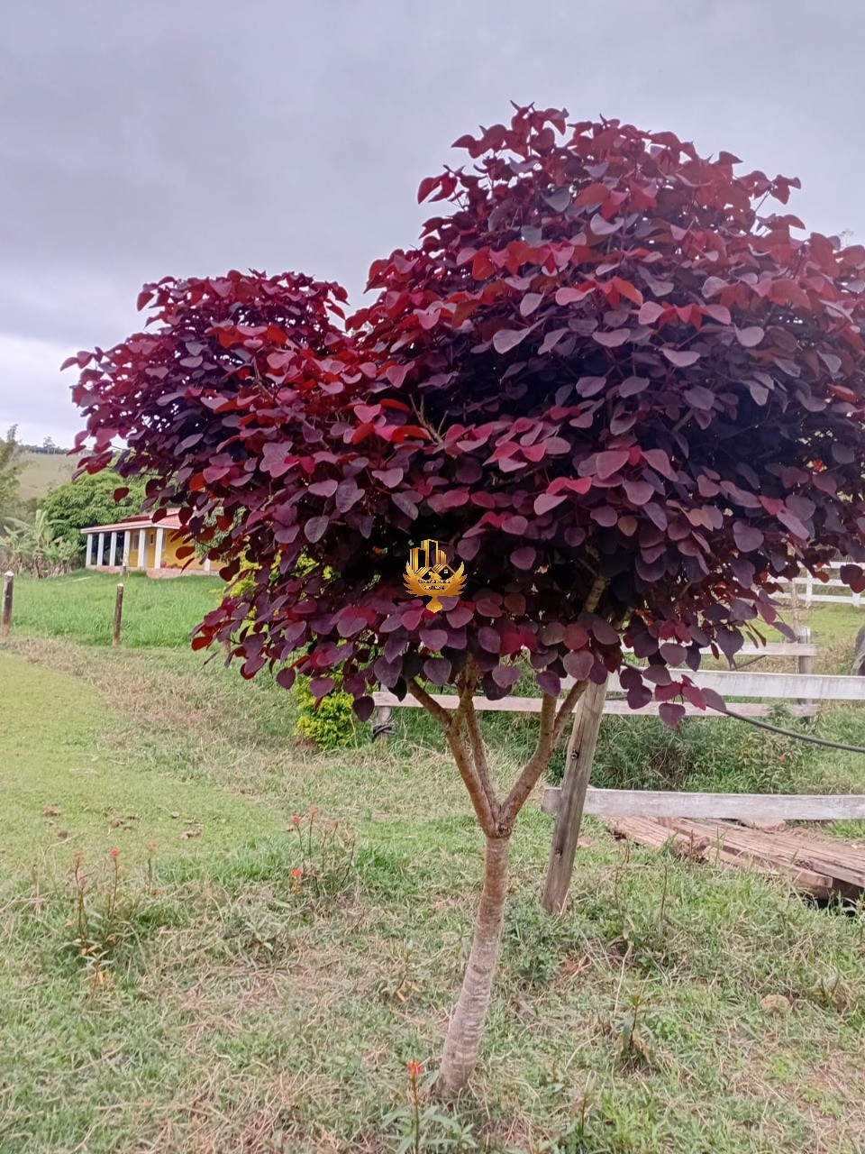 Sítio, 1 quarto - Foto 8