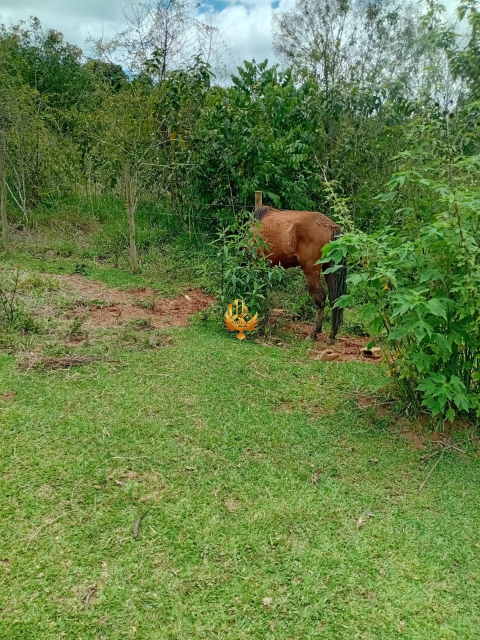 Sítio, 1 quarto - Foto 40