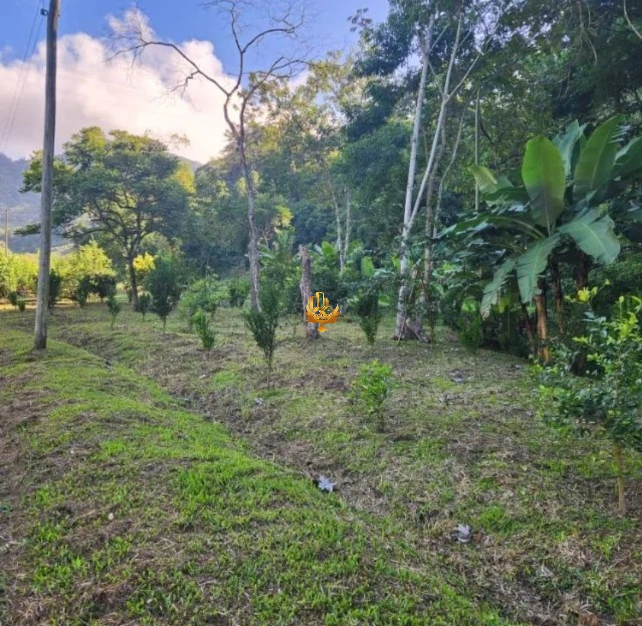 Sítio, 1 quarto - Foto 3