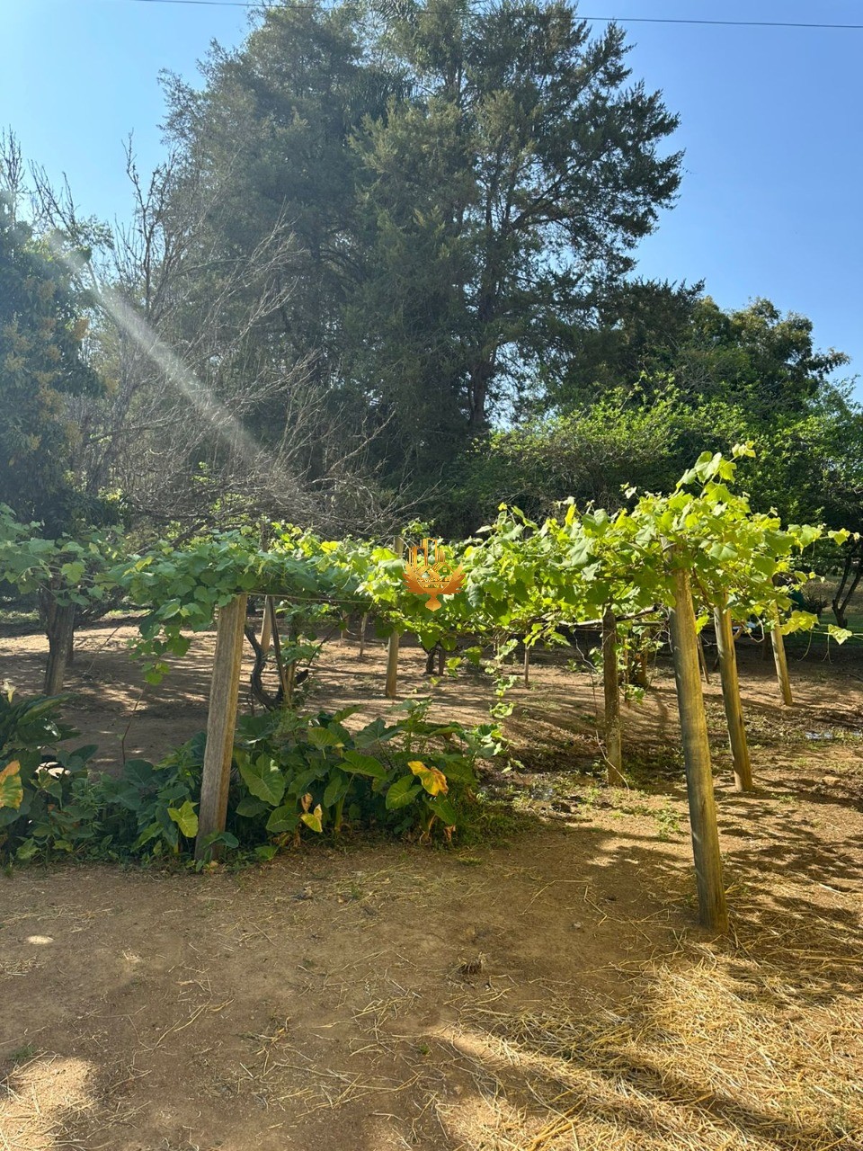 Fazenda, 4 quartos - Foto 26