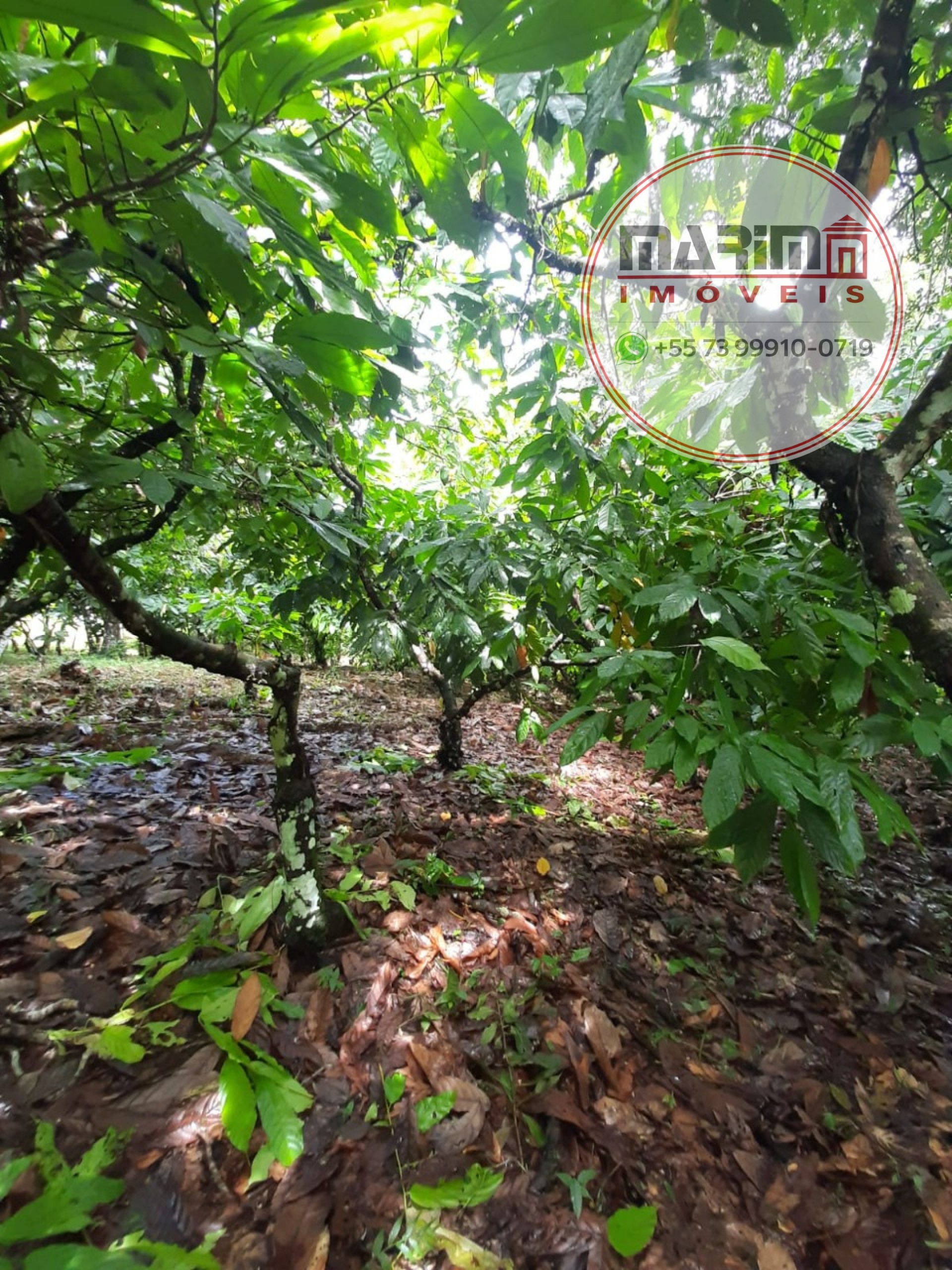 Sítio, 12 hectares - Foto 17