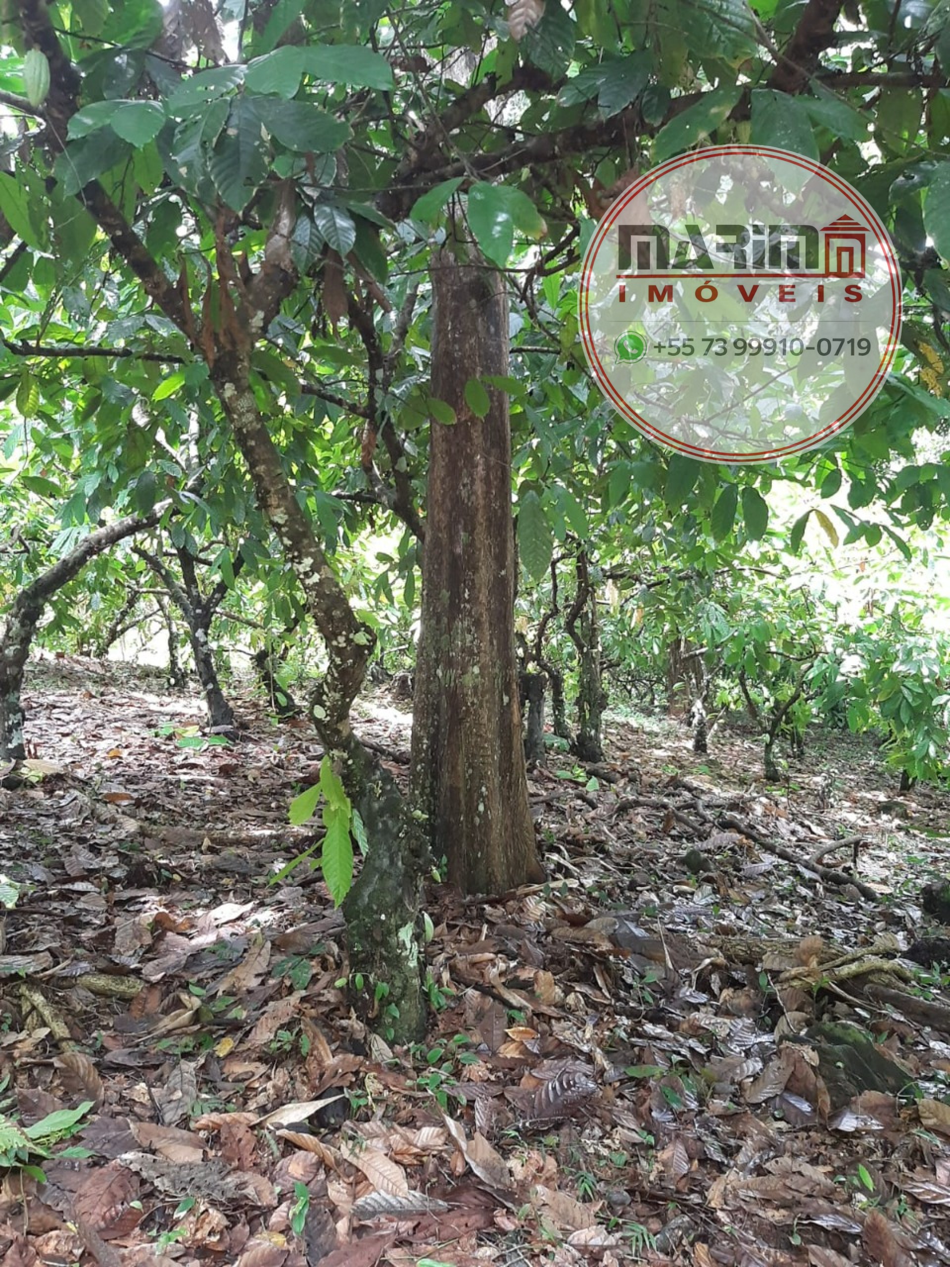 Sítio, 12 hectares - Foto 14
