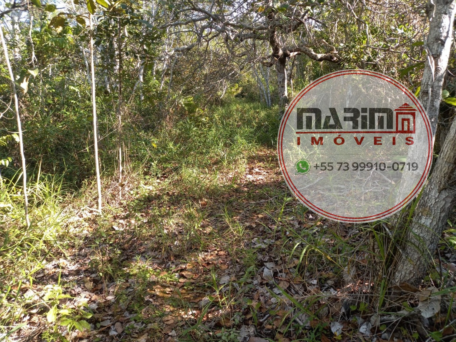Sítio, 2 hectares - Foto 4