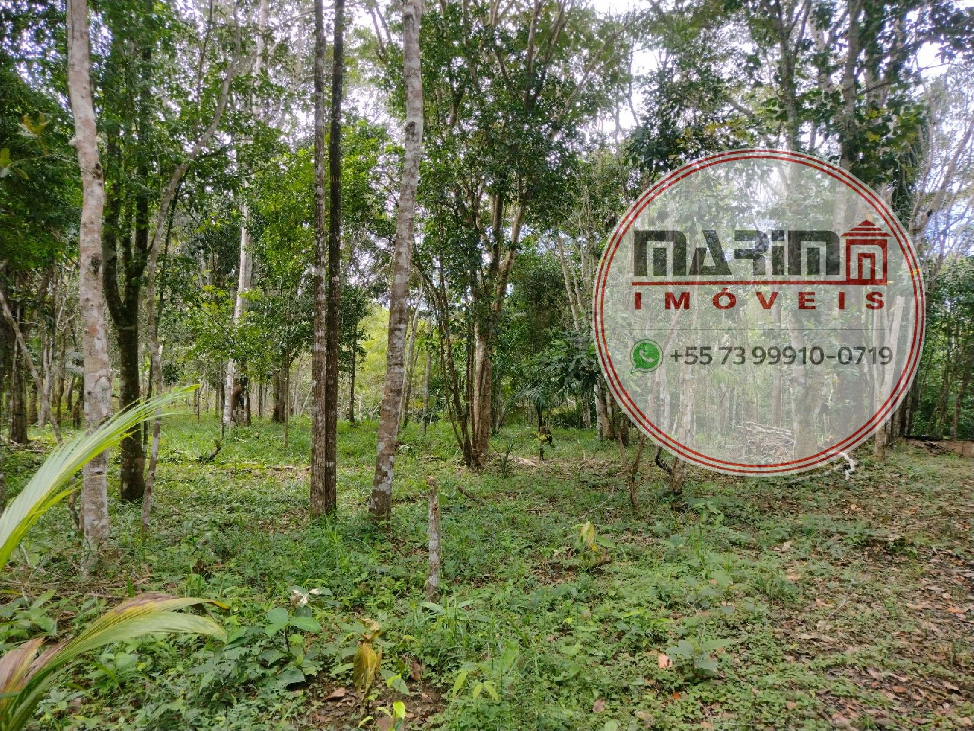 Terreno, 2 hectares - Foto 4