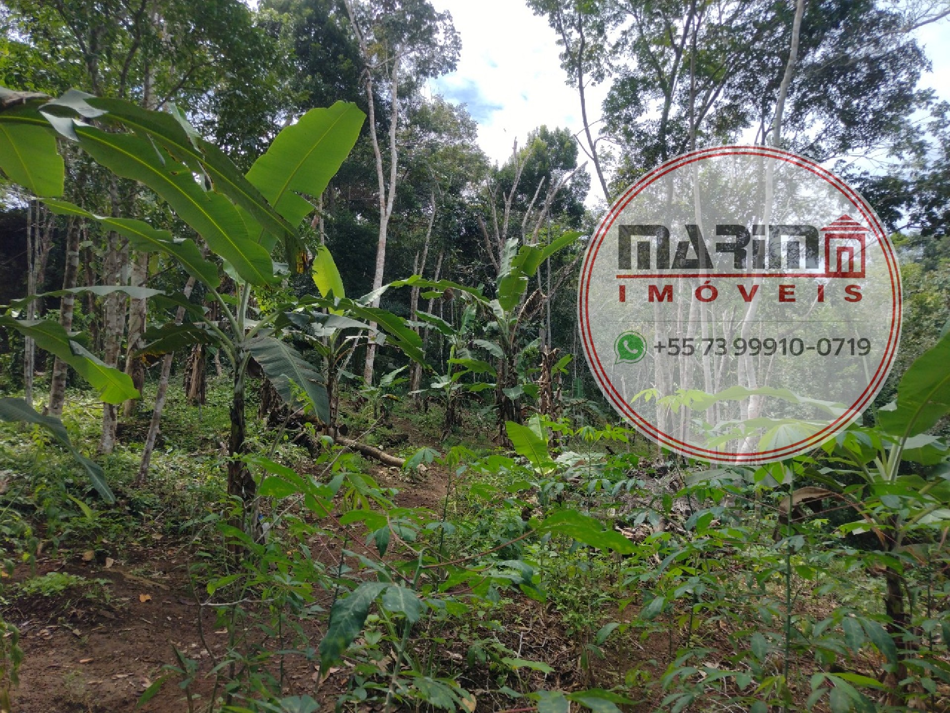 Terreno, 2 hectares - Foto 8