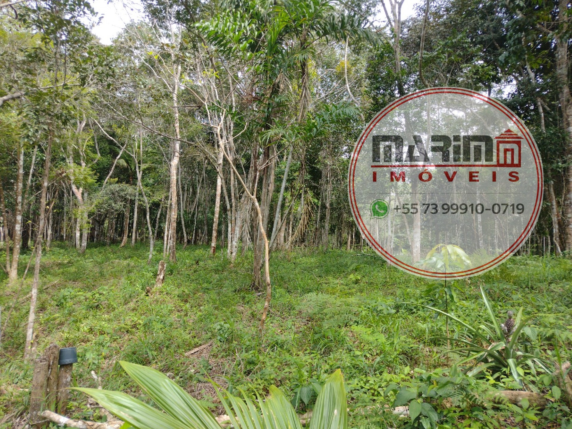 Terreno, 2 hectares - Foto 7