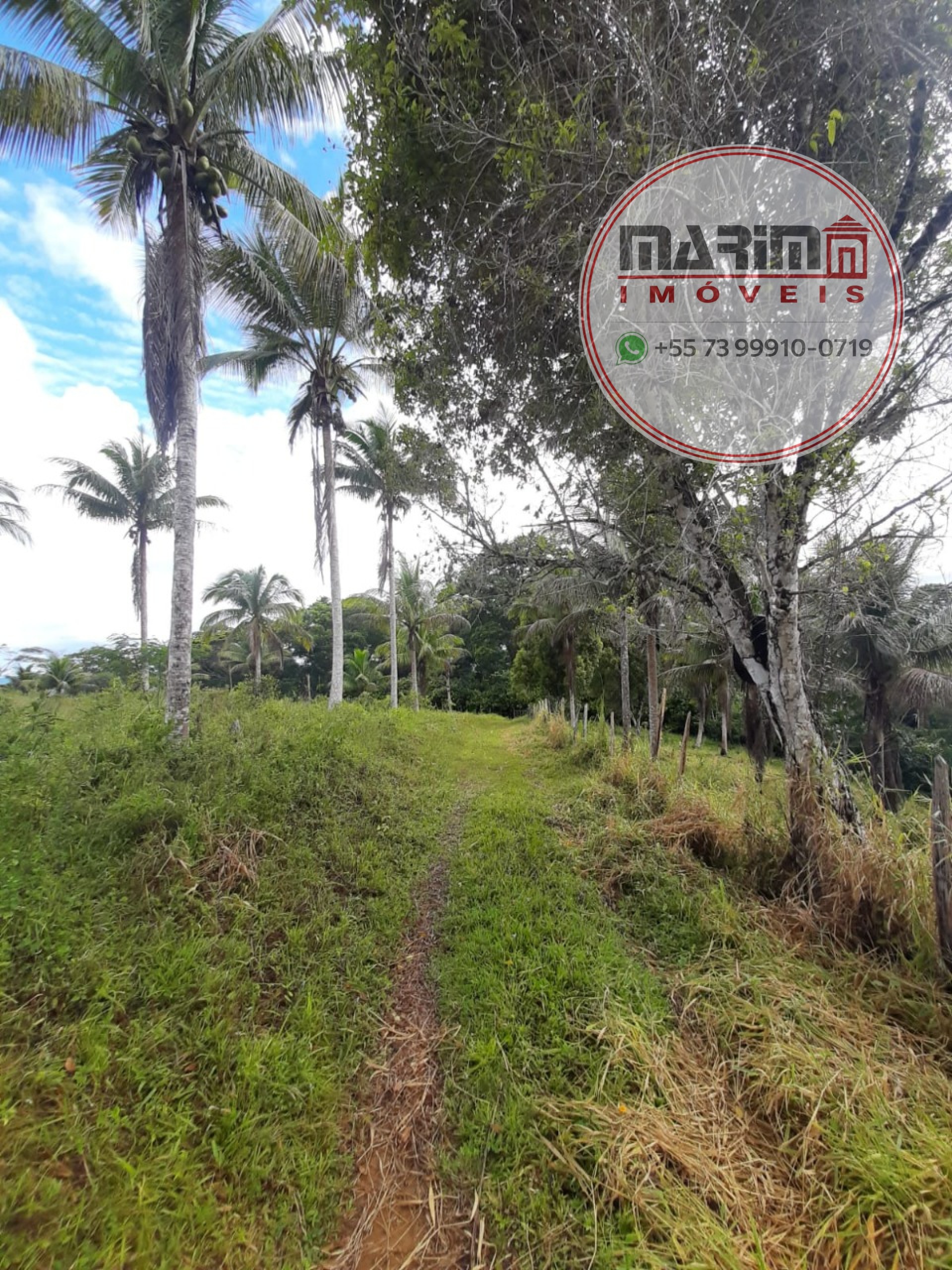 Sítio, 12 hectares - Foto 4