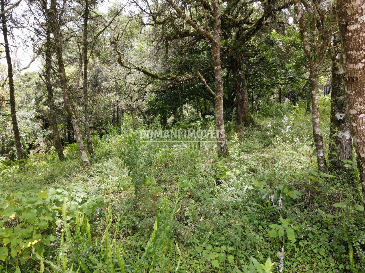 Terreno à venda, 1990m² - Foto 5