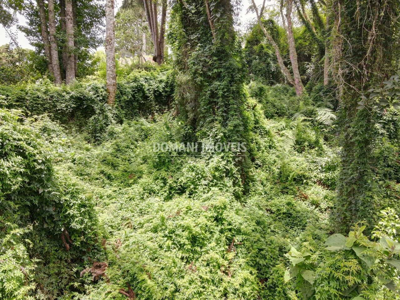 Terreno à venda, 1950m² - Foto 2