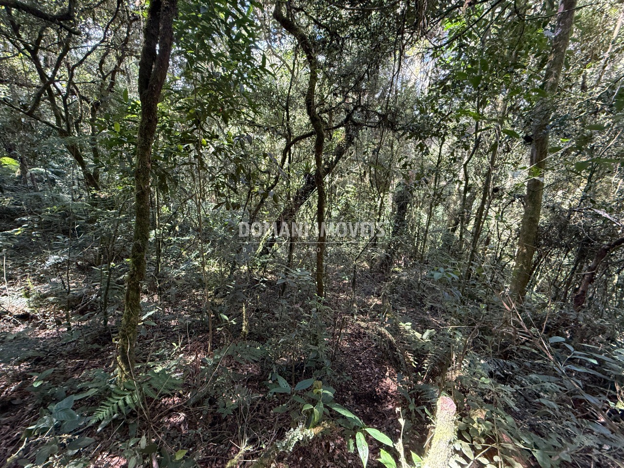 Terreno, 2500 m² - Foto 4
