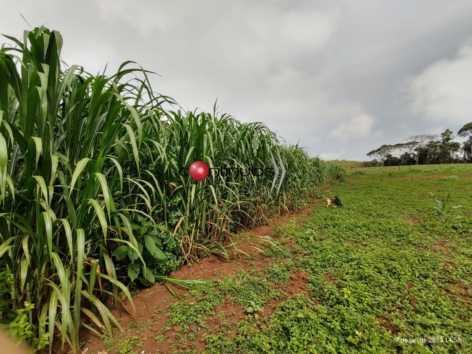 Fazenda-Sítio-Chácara, 3 quartos - Foto 37