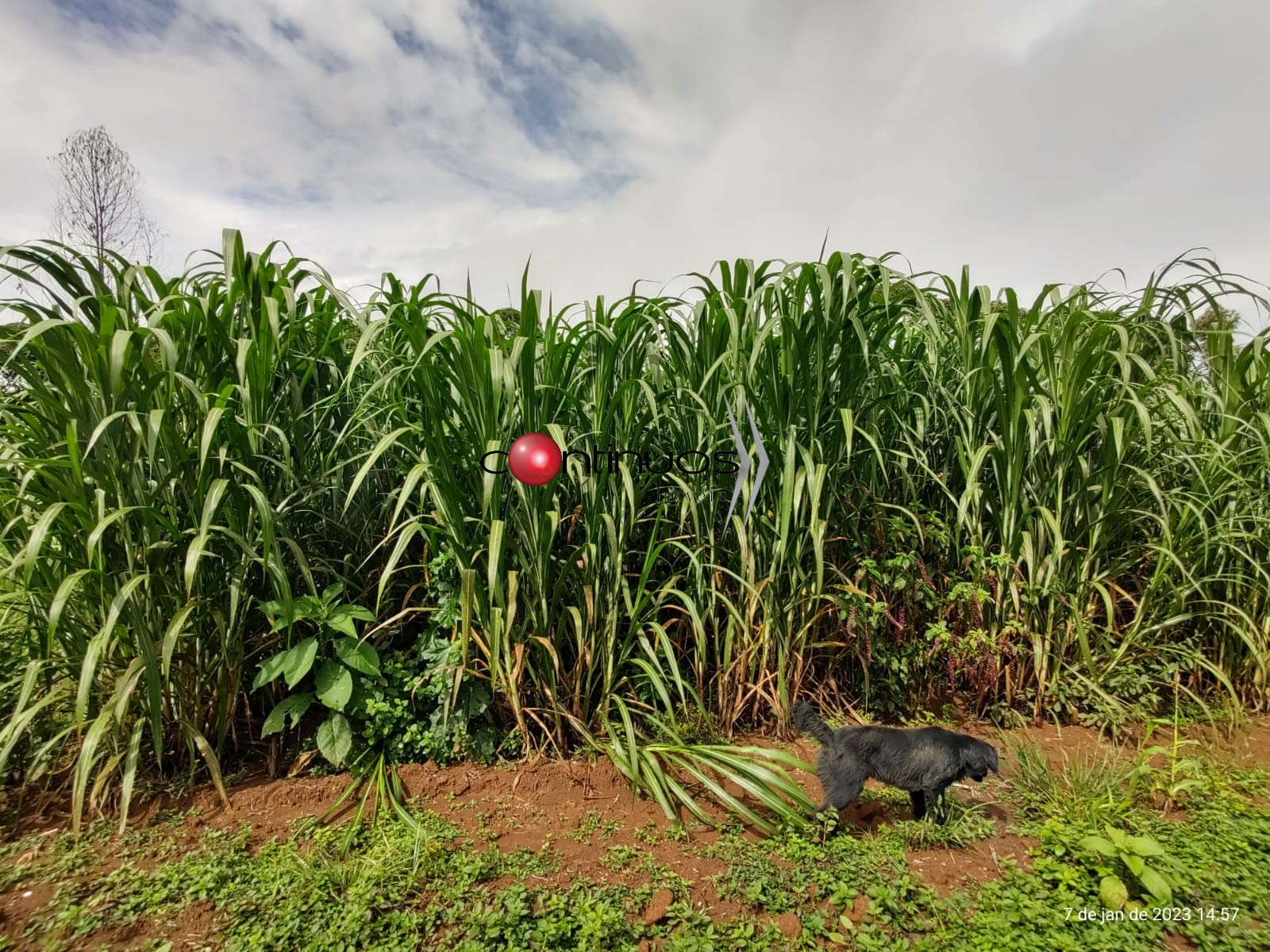 Fazenda-Sítio-Chácara, 3 quartos - Foto 36