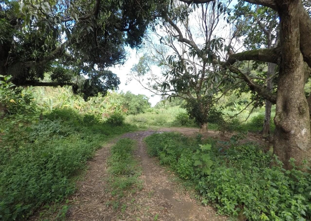 Fazenda à venda com 4 quartos, 43m² - Foto 3