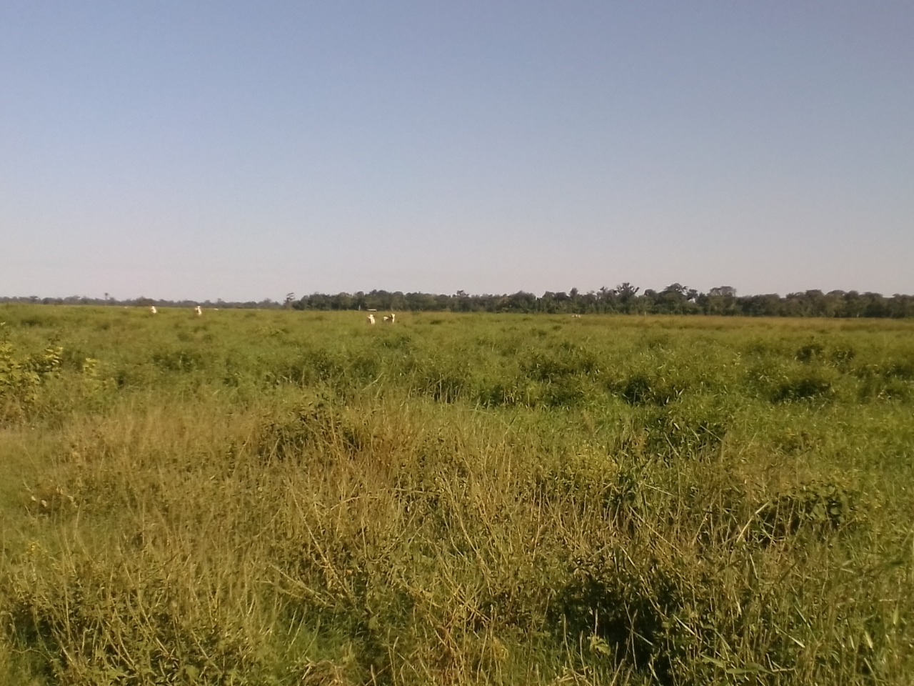 Fazenda à venda com 10 quartos, 310m² - Foto 6