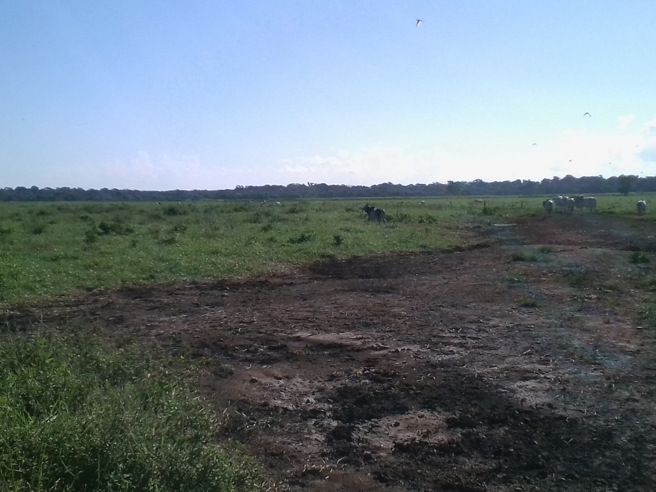 Fazenda à venda com 10 quartos, 310m² - Foto 5