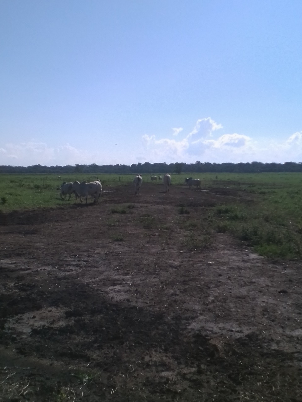 Fazenda à venda com 10 quartos, 310m² - Foto 8