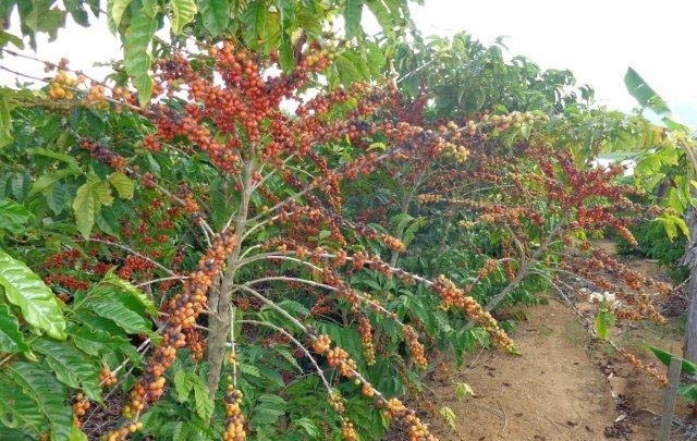 Fazenda à venda com 1 quarto, 130m² - Foto 45