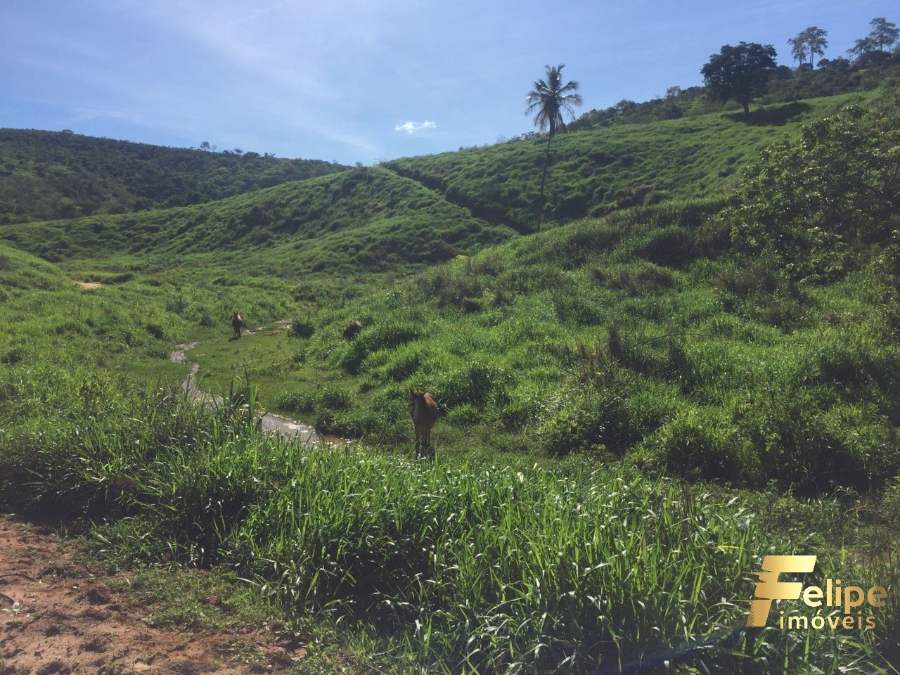 Fazenda à venda com 1 quarto, 113m² - Foto 5