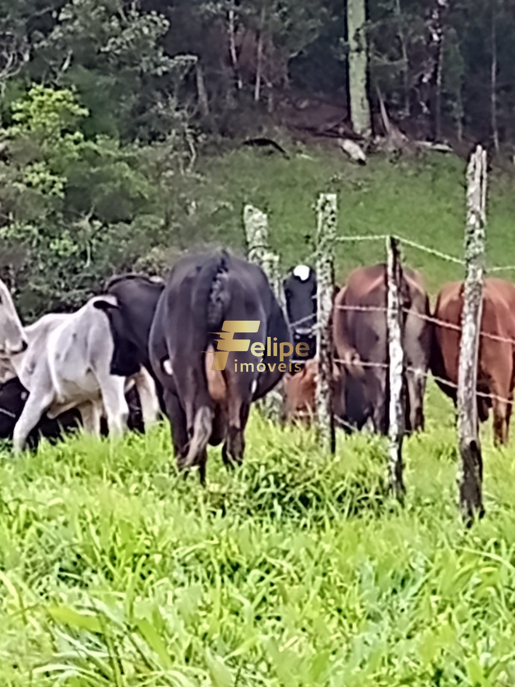 Fazenda, 1 quarto - Foto 22