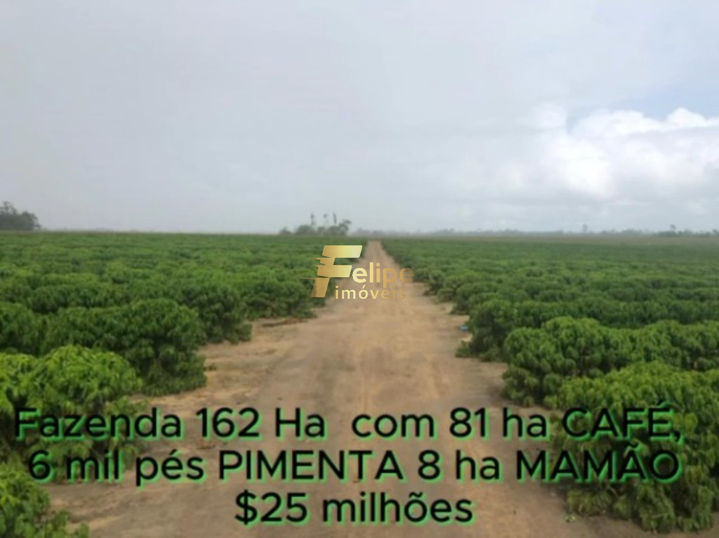 Fazenda, 162 m² - Foto 5