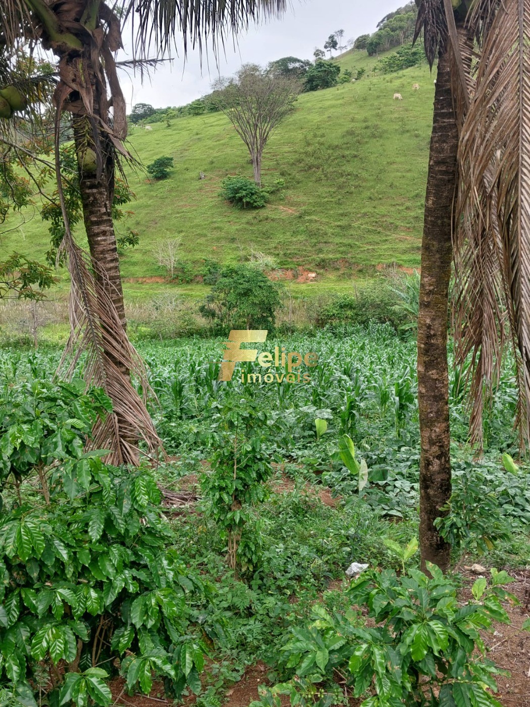 Fazenda, 65 m² - Foto 8