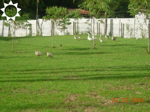 Fazenda à venda com 3 quartos, 450m² - Foto 9