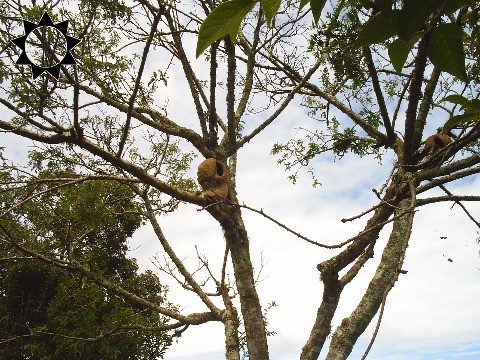 Fazenda à venda com 3 quartos, 200m² - Foto 13