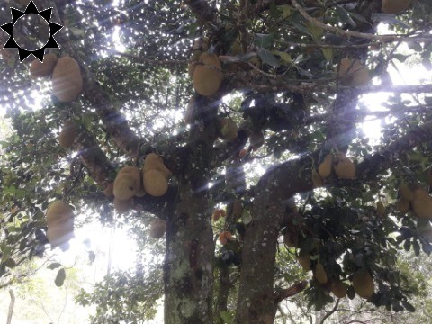 Fazenda à venda e aluguel com 8 quartos, 20000m² - Foto 31