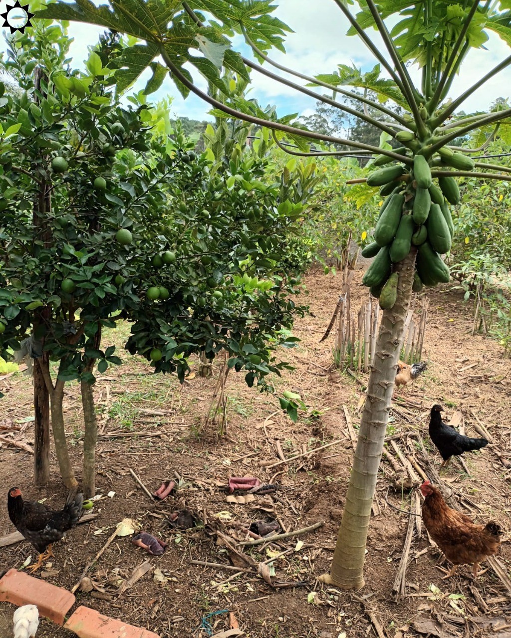 Fazenda à venda com 4 quartos, 1300m² - Foto 4