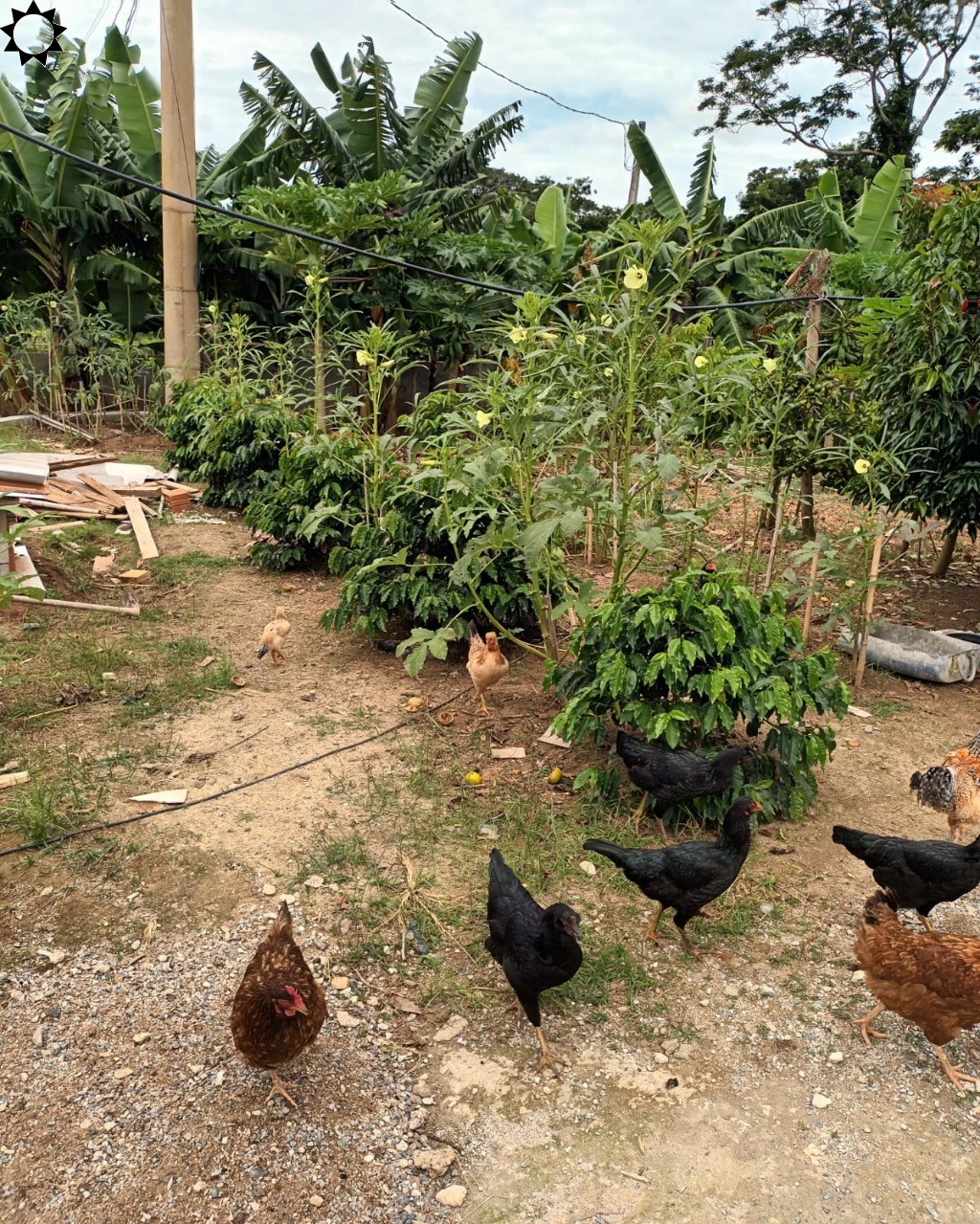 Fazenda à venda com 4 quartos, 1300m² - Foto 8