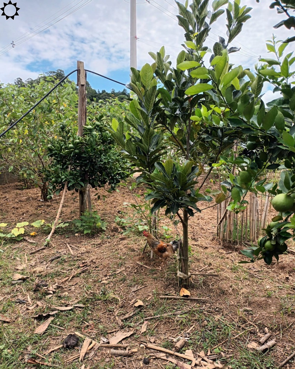 Fazenda à venda com 4 quartos, 1300m² - Foto 5