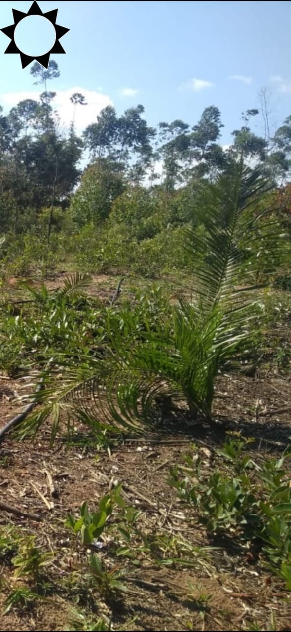 Fazenda à venda com 1 quarto, 50m² - Foto 3