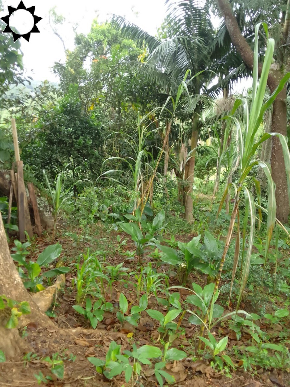 Fazenda à venda com 1 quarto, 40m² - Foto 8