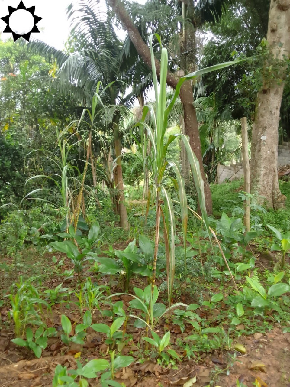 Fazenda à venda com 1 quarto, 40m² - Foto 6