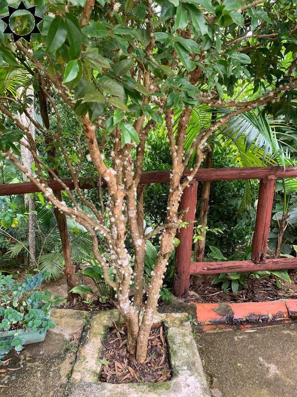 Fazenda à venda com 2 quartos, 100m² - Foto 8