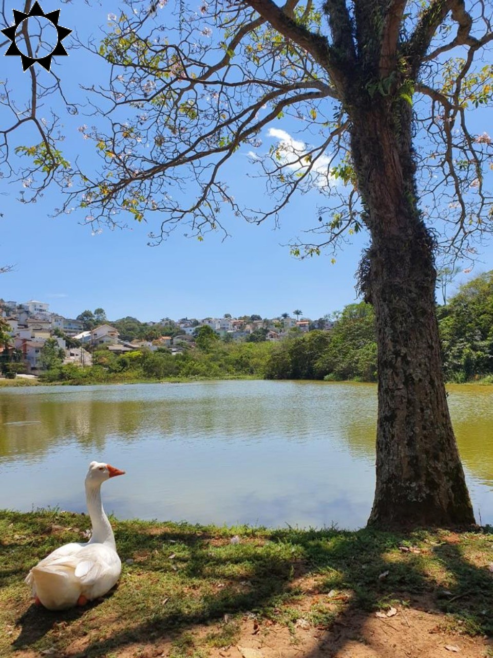 Casa à venda e aluguel com 4 quartos, 1200m² - Foto 10