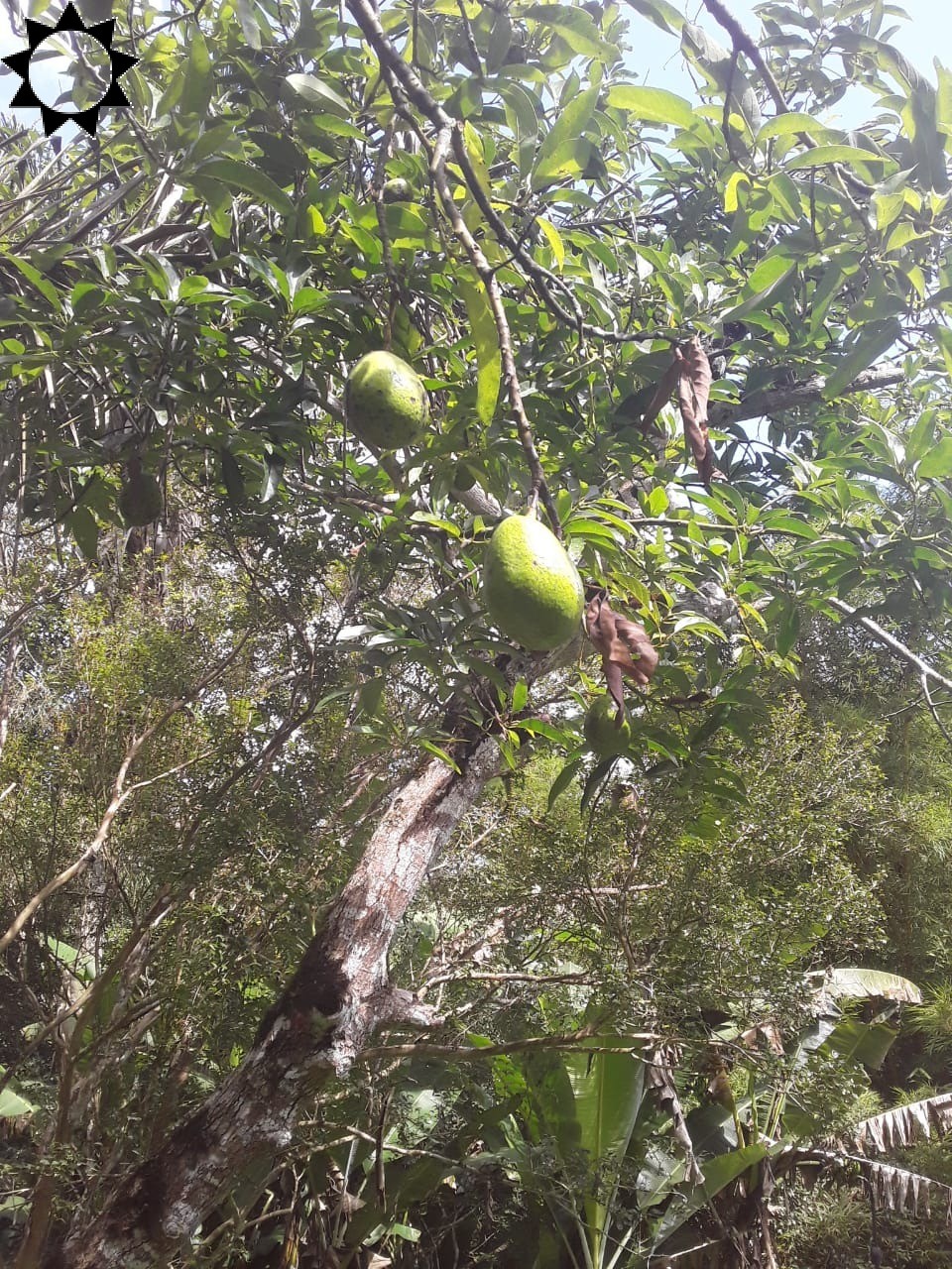 Fazenda à venda com 2 quartos, 100m² - Foto 15