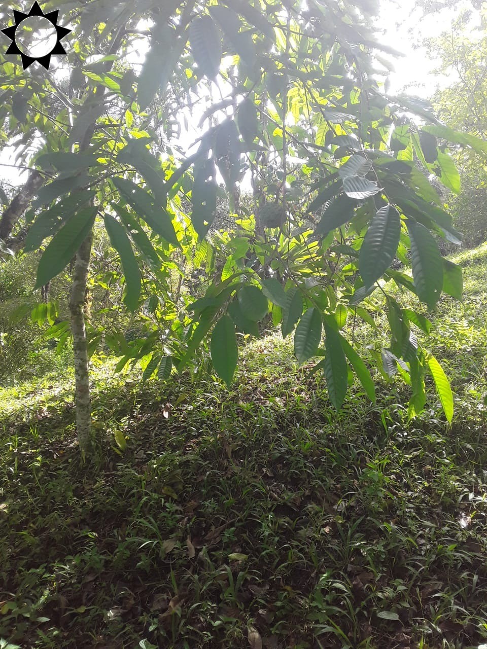 Fazenda à venda com 2 quartos, 100m² - Foto 11