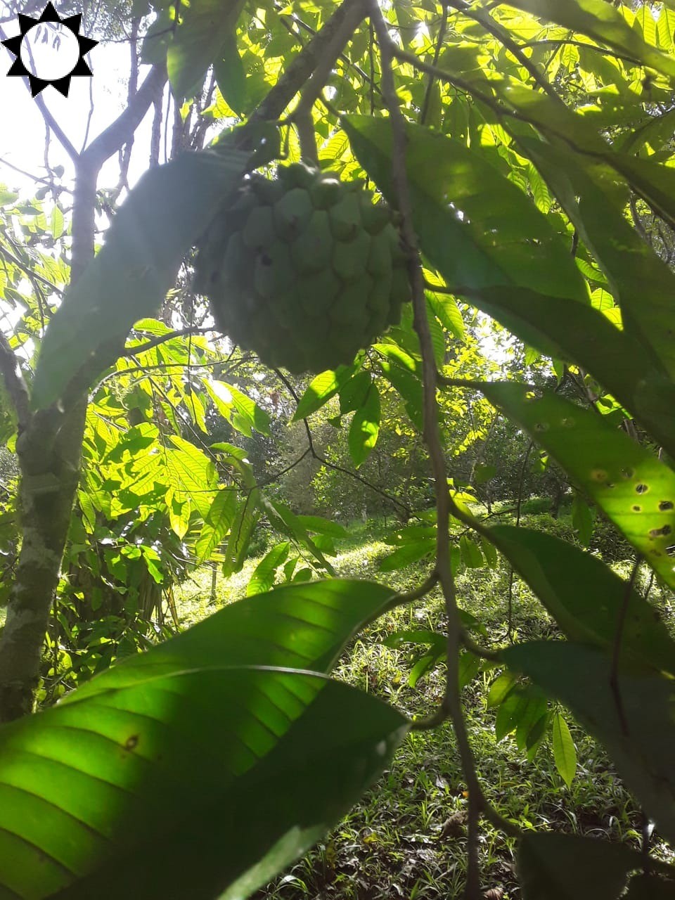 Fazenda à venda com 2 quartos, 100m² - Foto 10