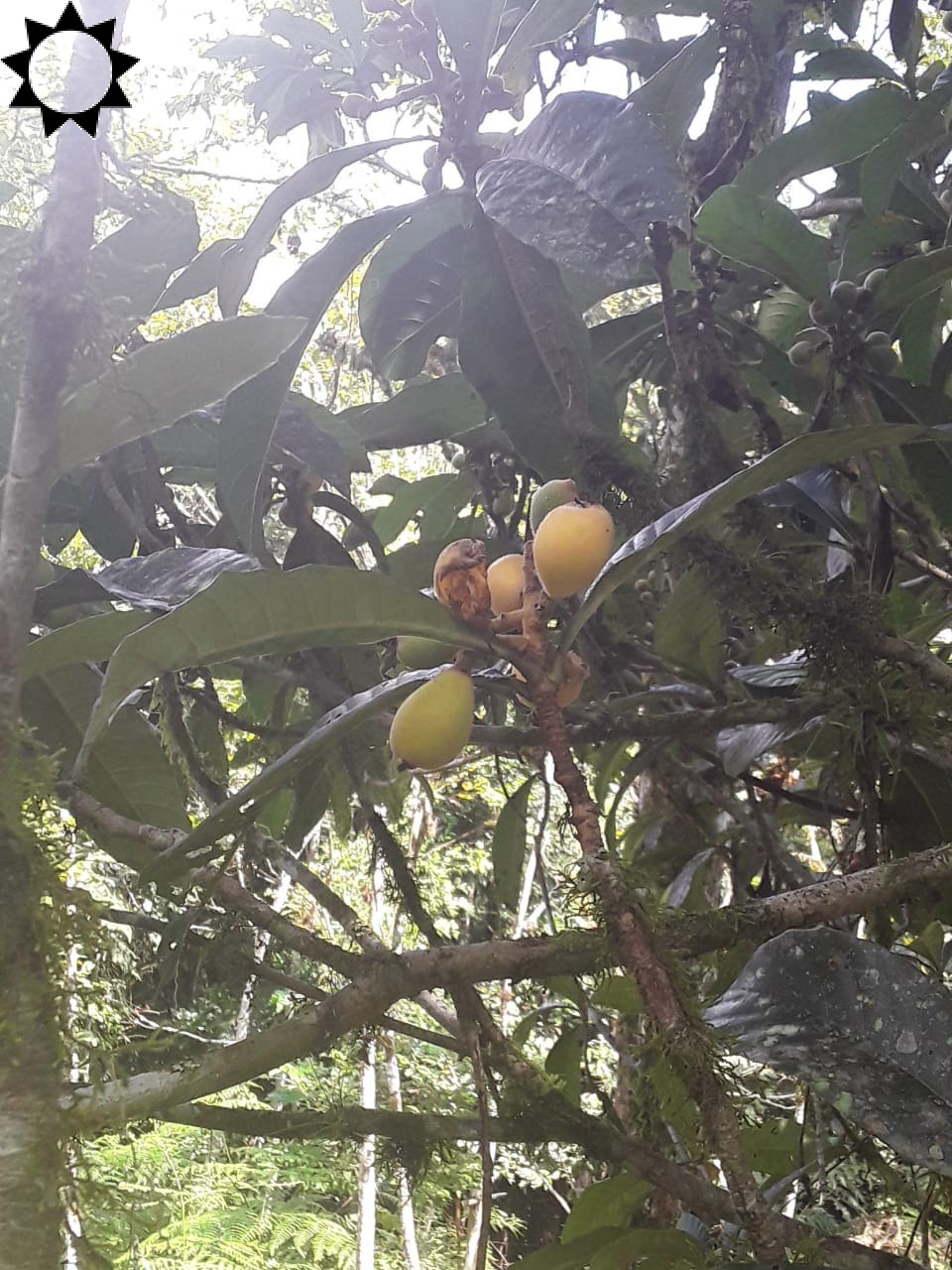 Fazenda à venda com 2 quartos, 100m² - Foto 13