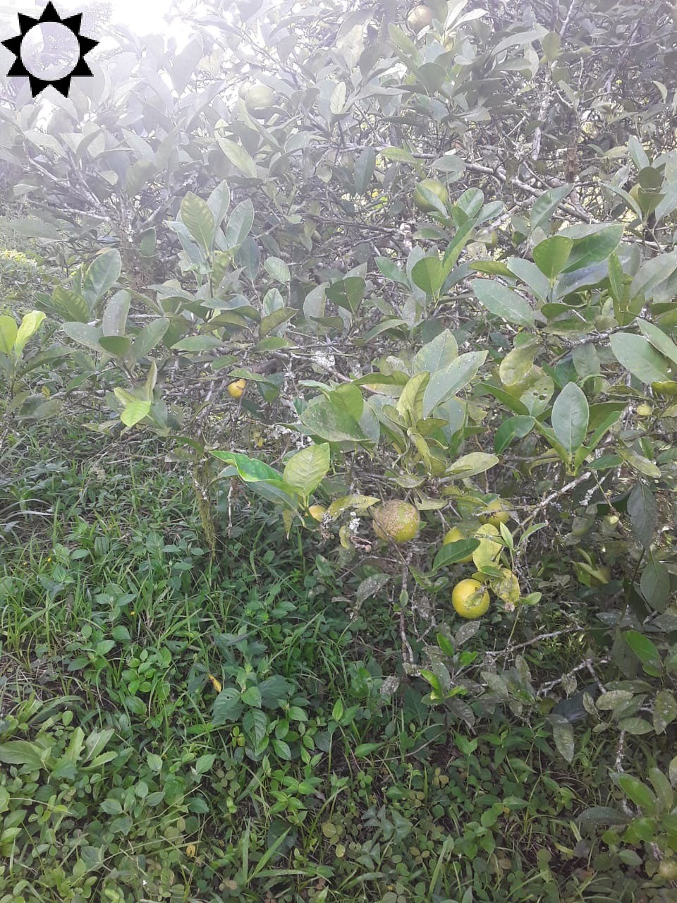 Fazenda à venda com 2 quartos, 100m² - Foto 9