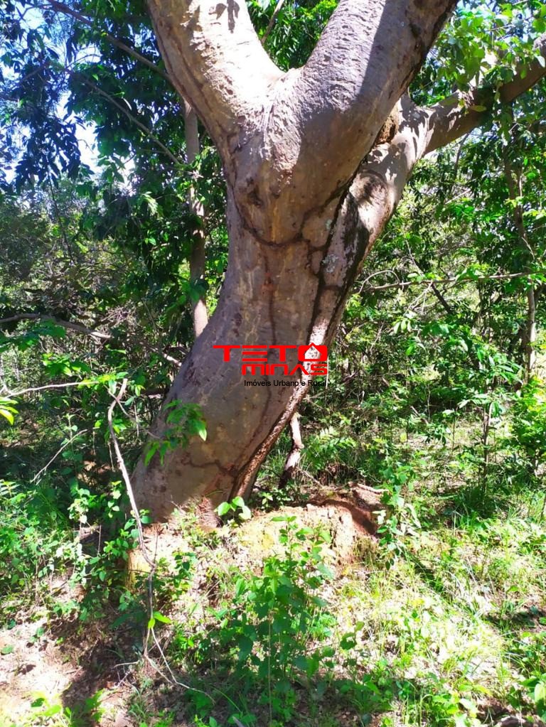 Haras e Área Rural Padrão à venda, 700m² - Foto 14