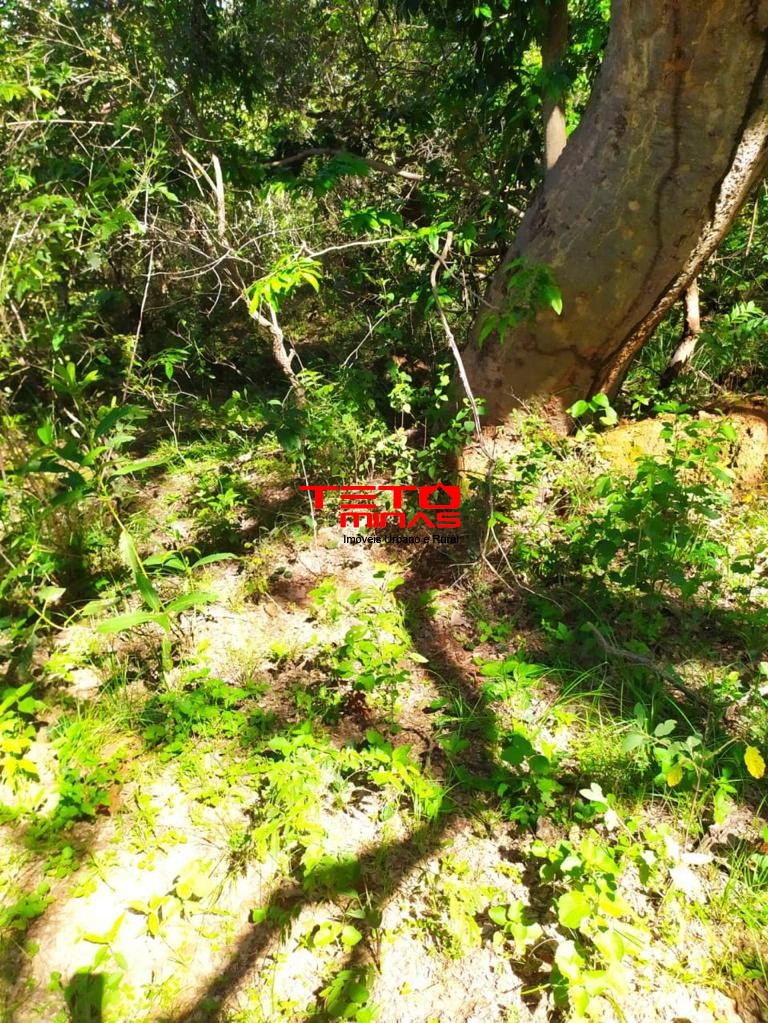 Haras e Área Rural Padrão à venda, 700m² - Foto 16